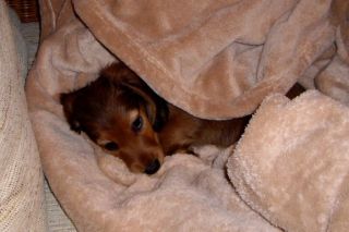 Jamnik d�ugow�osy NAILA